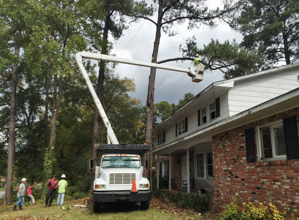 Seasonal Cleanup (Spring/Fall) in Harlem, GA