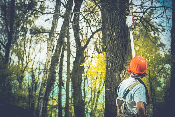 How Our Tree Care Process Works  in  Harlem, GA